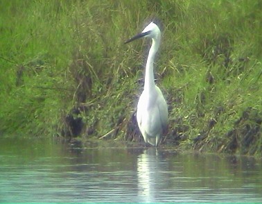 Kleinezilverreiger141101